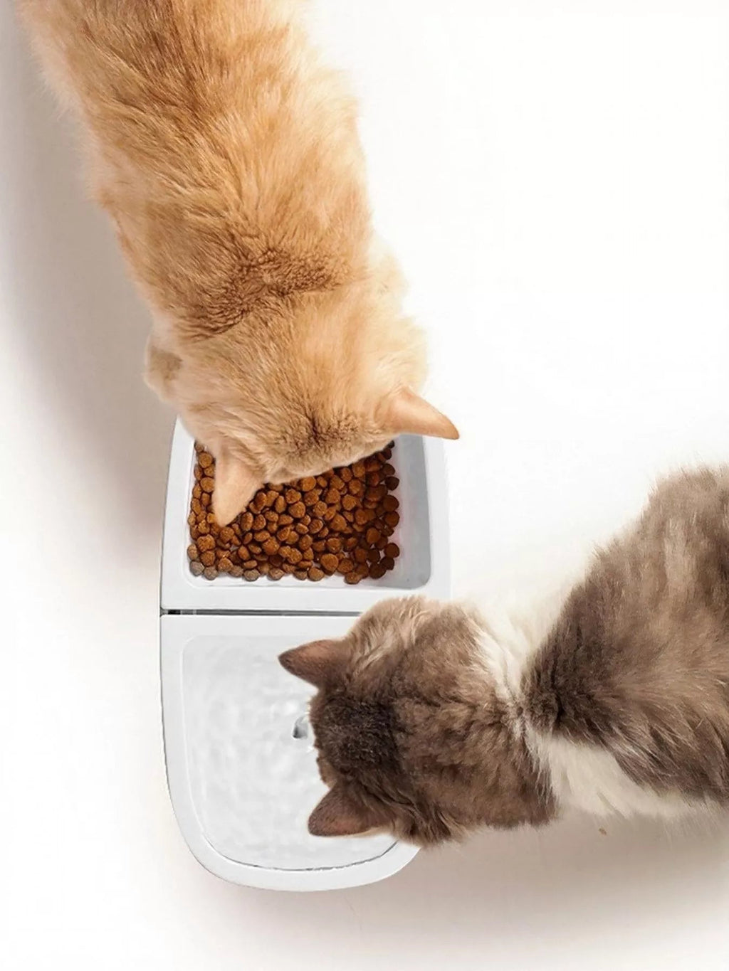2 - in - 1 Automatic Water Dispenser & Food Bowl Pet Bowl - ꫀꪶꫀᧁꪖꪀᥴꫀ꠸ᠻꪗ~ 𝔈𝔪𝔟𝔯𝔞𝔠𝔢 𝔈𝔩𝔢𝔤𝔞𝔫𝔠𝔢