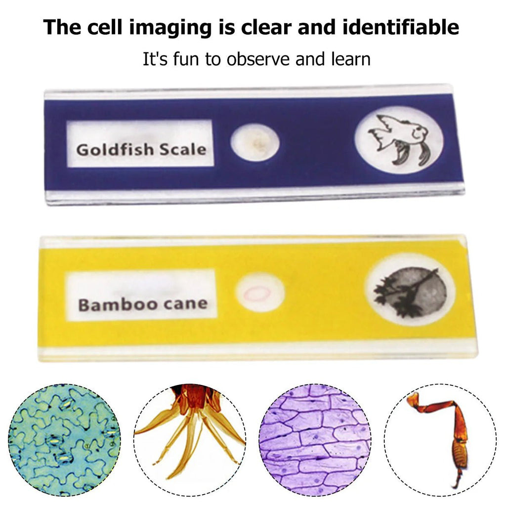 Kids Educational Pocket Handheld Microscope with LED Light - ꫀꪶꫀᧁꪖꪀᥴꫀ꠸ᠻꪗ~ 𝔈𝔪𝔟𝔯𝔞𝔠𝔢 𝔈𝔩𝔢𝔤𝔞𝔫𝔠𝔢