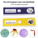 Kids Educational Pocket Handheld Microscope with LED Light - ꫀꪶꫀᧁꪖꪀᥴꫀ꠸ᠻꪗ~ 𝔈𝔪𝔟𝔯𝔞𝔠𝔢 𝔈𝔩𝔢𝔤𝔞𝔫𝔠𝔢
