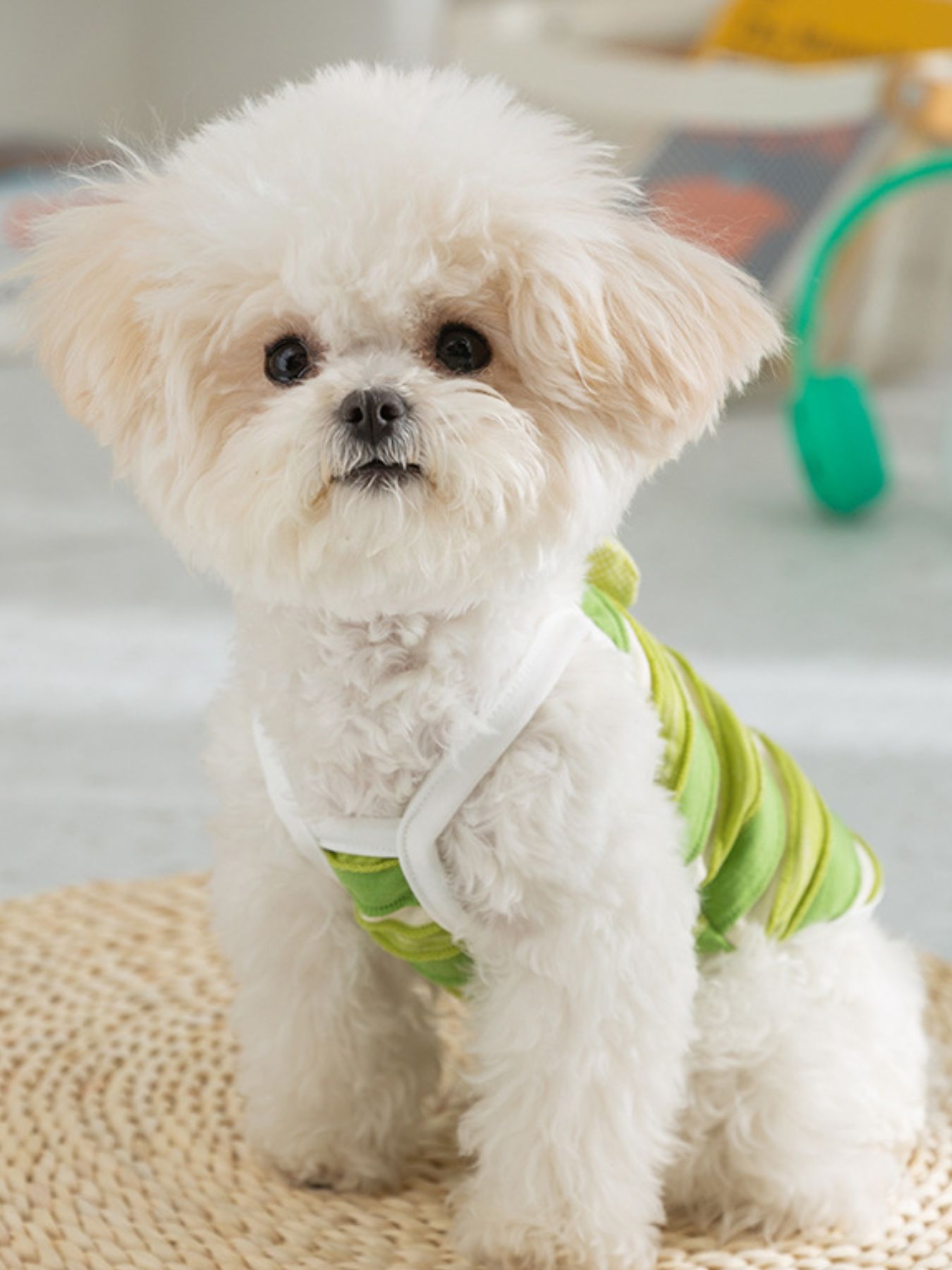 Stylish Striped Breathable Pet Top - ꫀꪶꫀᧁꪖꪀᥴꫀ꠸ᠻꪗ~ 𝔈𝔪𝔟𝔯𝔞𝔠𝔢 𝔈𝔩𝔢𝔤𝔞𝔫𝔠𝔢