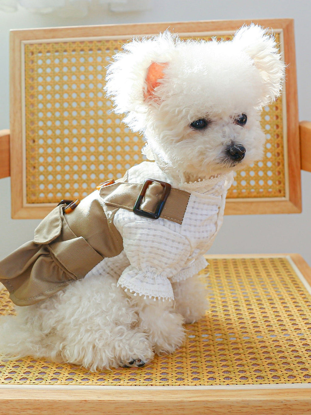 Stylish Buckle Pet Trench Coat - ꫀꪶꫀᧁꪖꪀᥴꫀ꠸ᠻꪗ~ 𝔈𝔪𝔟𝔯𝔞𝔠𝔢 𝔈𝔩𝔢𝔤𝔞𝔫𝔠𝔢